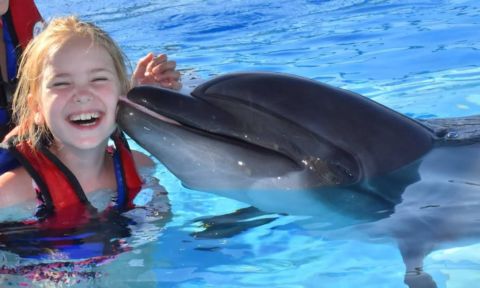 Sharm El Sheikh: Onyesho la Pomboo na Usafiri