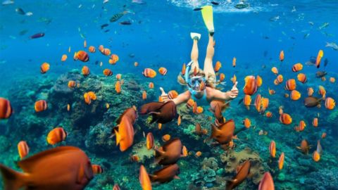 Charm : snorkeling dans le parc national de Ras Mohammed