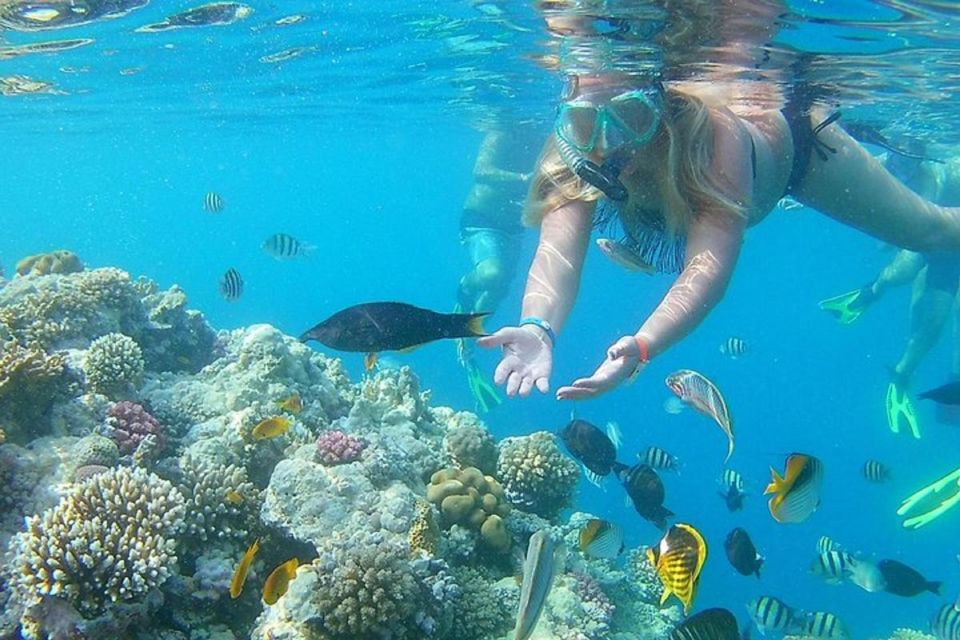 Hurghada: Royal Dolphin House Sea Trip