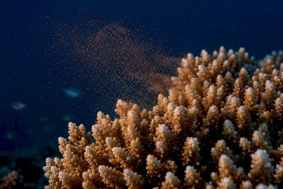 紅海のサンゴ礁での産卵