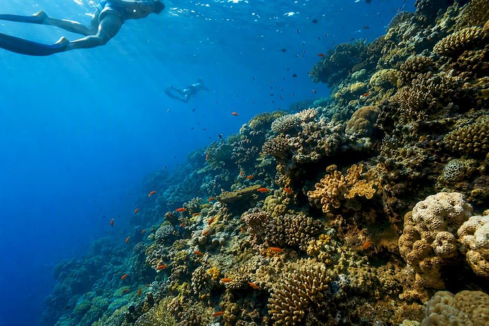 Snorklare vid korallrevet Napoleon Reef