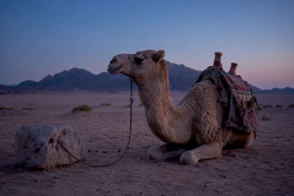 Vila kamel i öknen i Marsa Alam