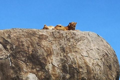 6 dagers safari i Lake Manyara, Serengeti og Ngorongoro-krateret