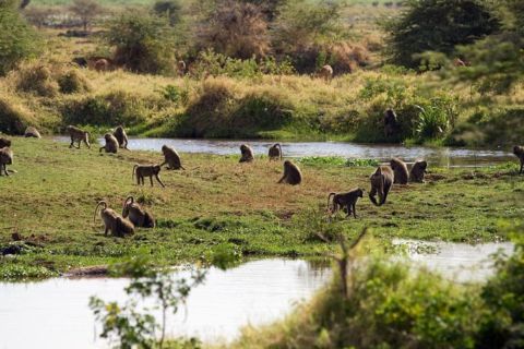 Dagstur til Lake Manyara