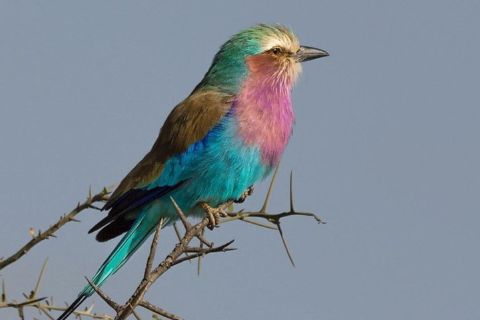 5-dagers safari til Lake Manyara, Serengeti og Ngorongoro-krateret