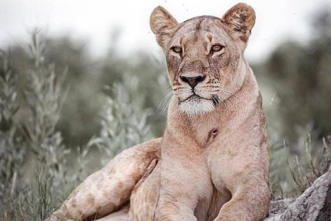 6-dagers safari til Lake Manyara, Tarangire, Serengeti og Ngorongoro-krateret