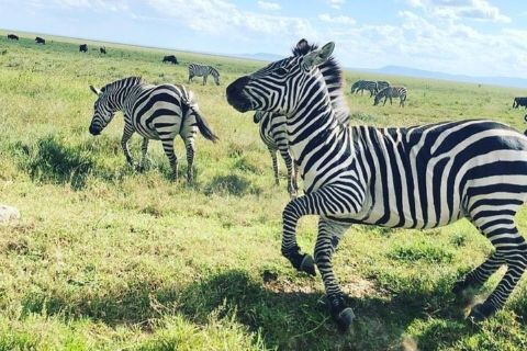 Safari di 2 giorni al Tarangire e al cratere di Ngorongoro