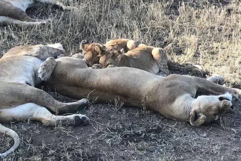 6-dagers safari til Lake Eyasi, Natron, Manyara, Serengeti og Ngorongoro-krateret