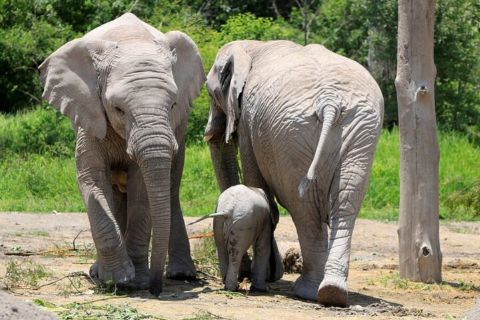 Tour a Africam Safari desde Puebla