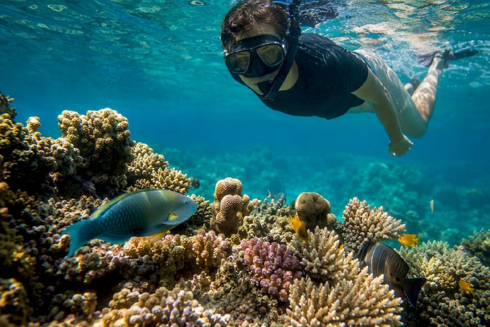 Snorkeler above Giftun coral reef