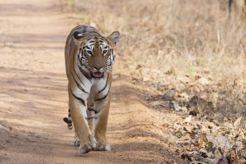 Von Bangalore zum Bandipur-Nationalpark mit Zwischenstopp in Mysore