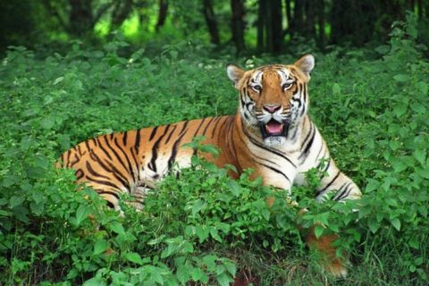 ทัวร์จาก Bhubaneswar สู่ Bhitarkanika และเขตรักษาพันธุ์เสือ Similipal