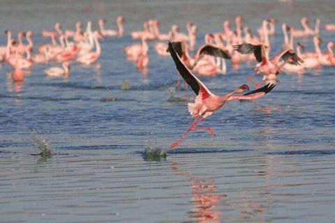 Birds & Beyond: Tour giornaliero da Chennai al Santuario degli uccelli di Pulicat