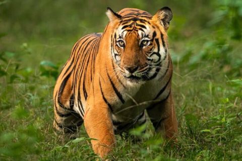 Från Delhi till Corbett Tiger Reserve