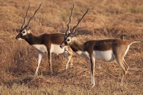 Safari à la découverte des antilopes cervicapres au départ d'Ahmedabad