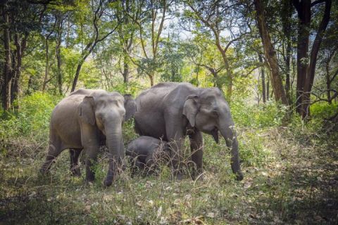 Von Bangalore nach Mysore & in den Nagarhole Nationalpark