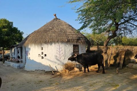Kulturel tur til Bishnoi-landsbyen fra Jodhpur