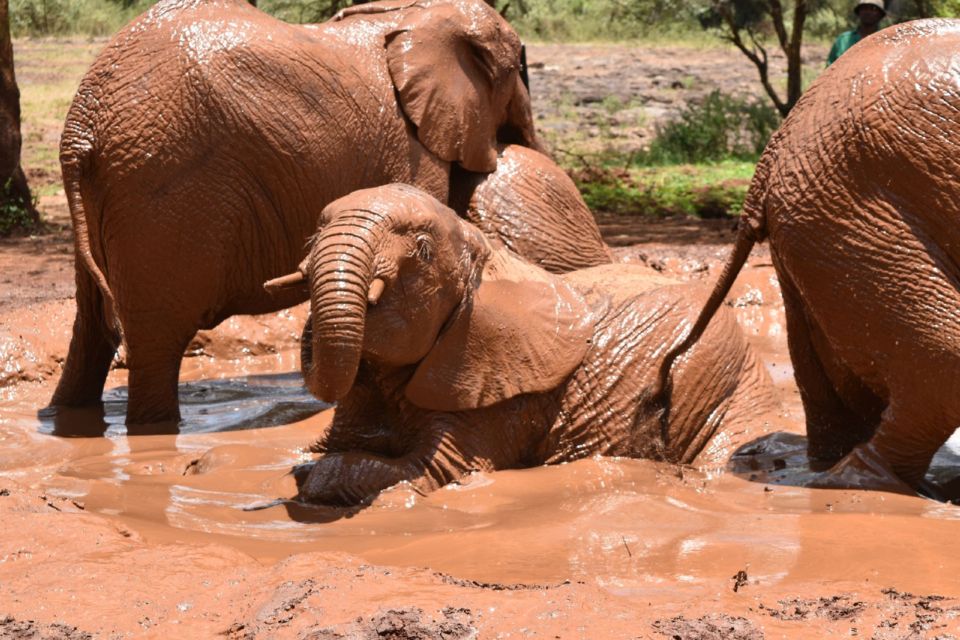 Ελέφαντες στο λασπόλουτρο του ορφανοτροφείου Sheldrick στο Kajiado, Κένυα, κοντά στο Ναϊρόμπι.