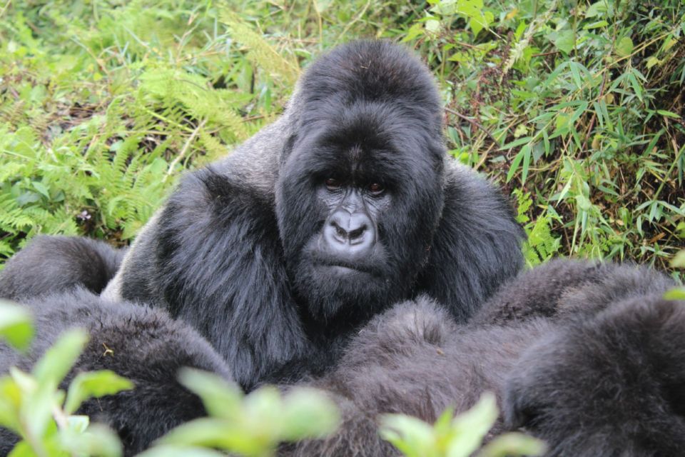 Ein Silberrücken-Berggorilla sitzt inmitten der Waldvegetation in Kinigi, Ruanda.