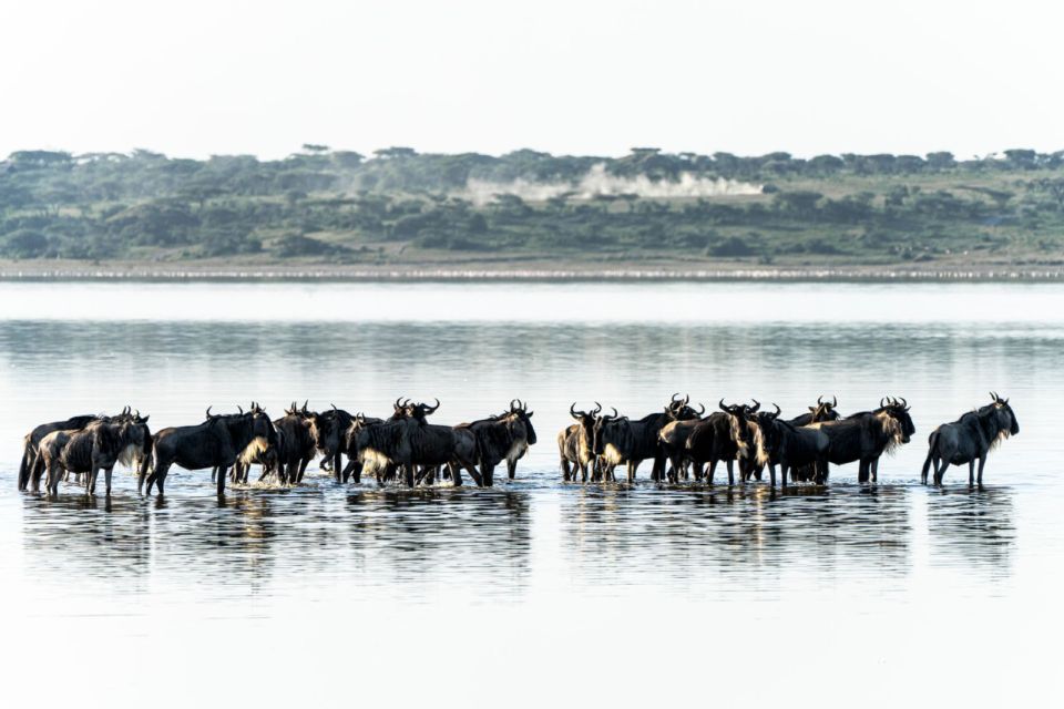 A wildebeest herd stands in water during the Mara migration in the Masai Mara region.
