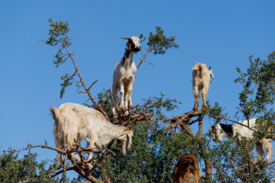 Goats climb an argan tree near Essaouira, where the nuts are pressed into argan oil.