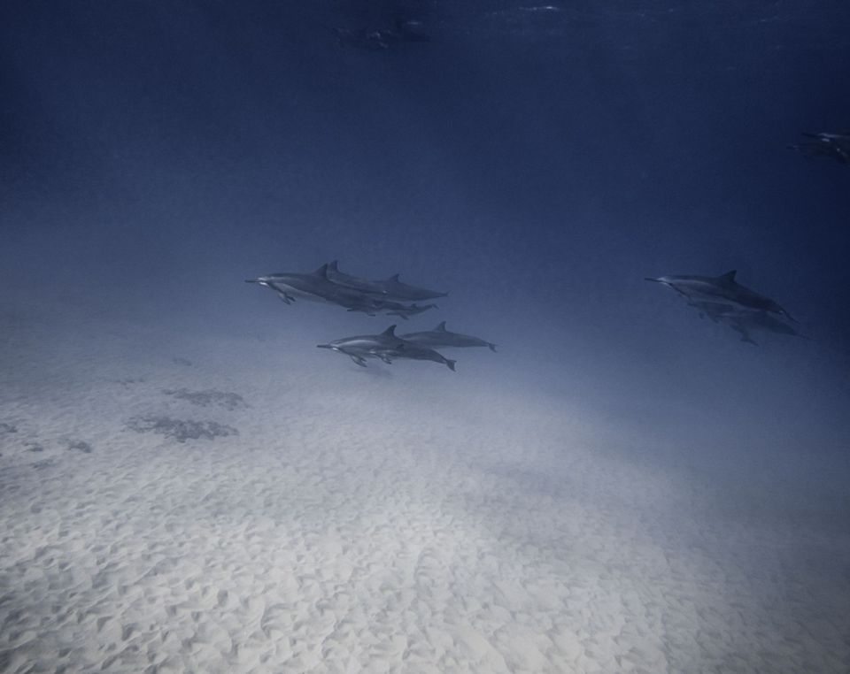 Spinner dolphins swim over a sandy seabed near Marsa Alam in the Red Sea.