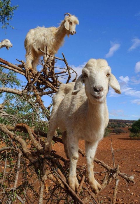 Goats on Argan Trees Tour from Agadir