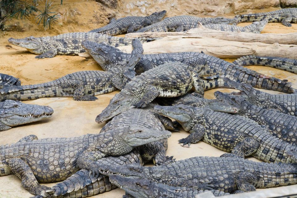 Nile crocodiles bask together on sand in their enclosure at Crocoparc Agadir.