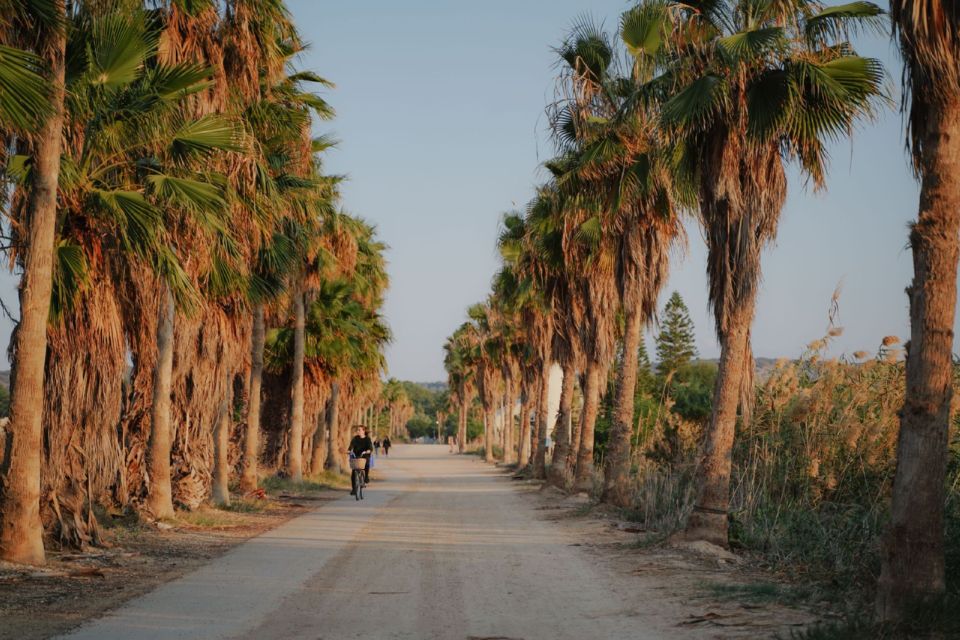 A palm-lined path with a cyclist, similar to routes used for exploring El Gouna by bike.